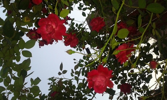red roses from a lower angle.