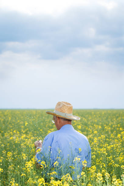 istock Senior farmer standing in a rapeseed field with a tablet and examining crop. 695372758