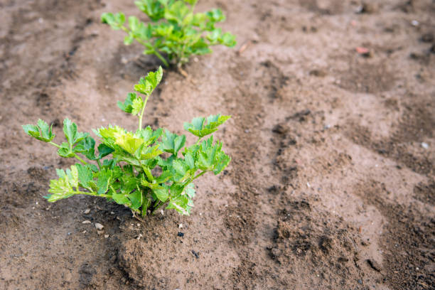 istock Celeriac plants growing in soil from close 695373216