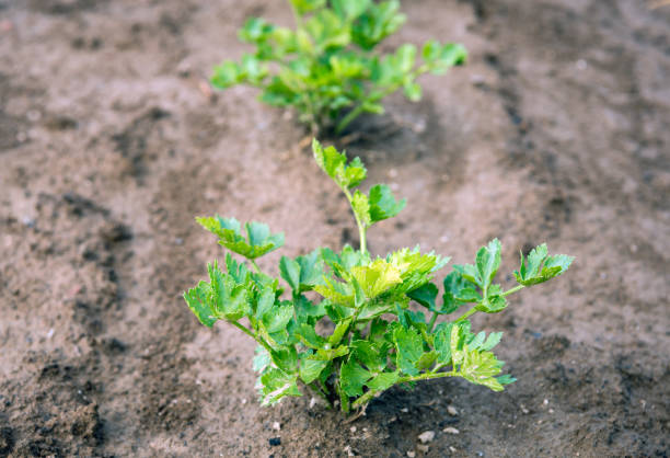 istock Celeriac plants growing in soil from close 695373264
