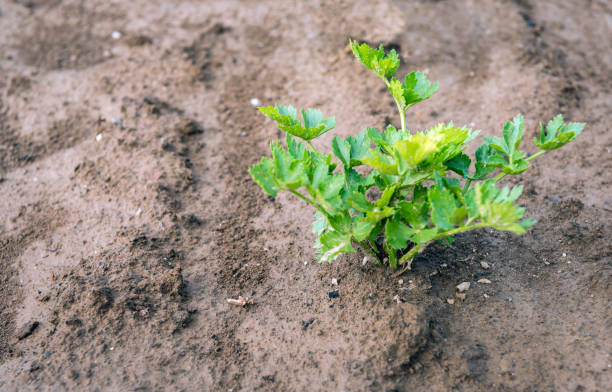 Celeriac plant growing in soil from close