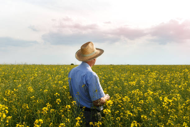 istock Senior farmer standing in a rapeseed field and examining crop 695377042