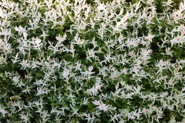 istock willow Salix integra Hakuro-Nishiki 695377186