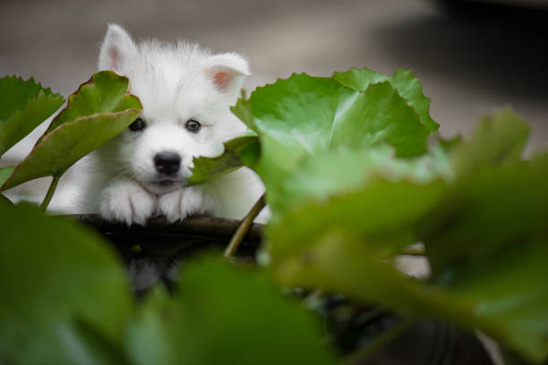 istock siberian husky puppy playing in the park 695380914