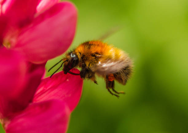 A Common Carder Bumblebee (Bombus pascuorum) on a Lupin flower head, in a garden in Cornwall, UK.