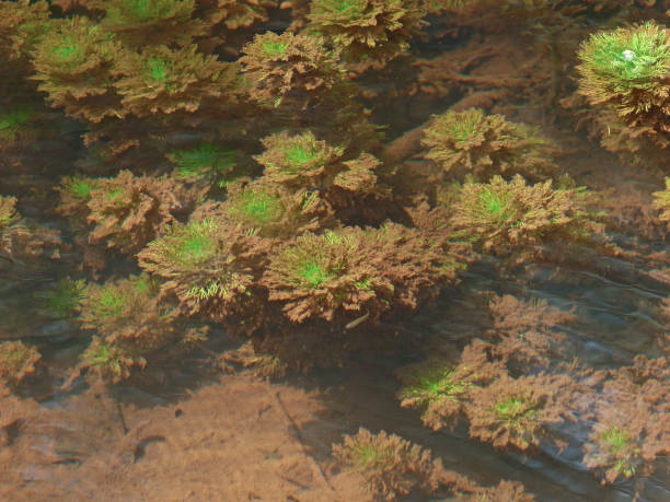 Myriophyllum aquaticum, Parrotfeather underwater Myriophyllum aquaticum, Parrotfeather underwater, India myriophyllum aquaticum stock pictures, royalty-free photos & images