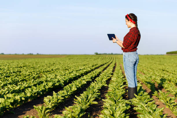 istock Female farmer standing in a field with tablet and examining crop. 695383738
