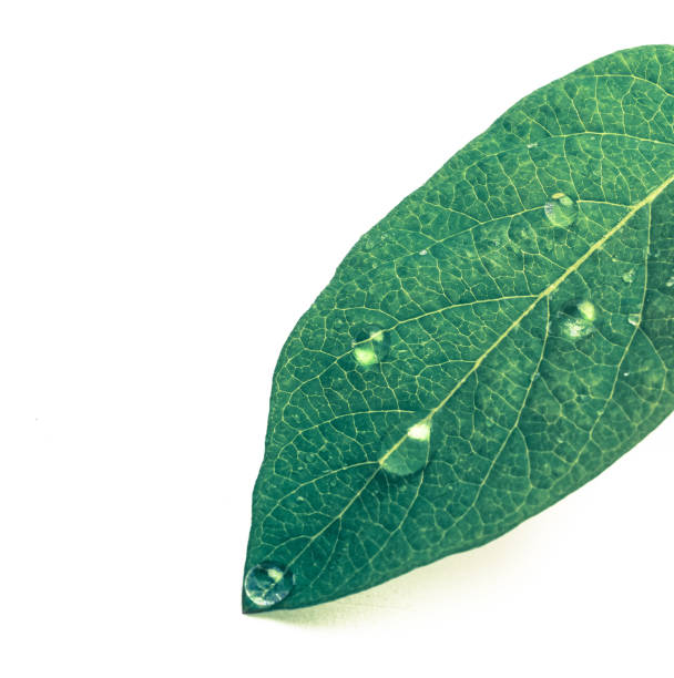 istock green leaf with drops of water. backgound 695386846