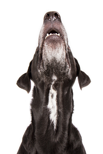 Labrador Retriever Dog Pedigree Dog Head Curiously Looks Up Nose Mouth Chin