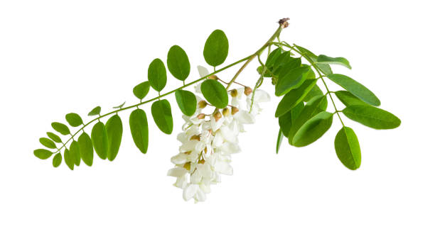 istock Branch of the blooming black locust tree 695389864