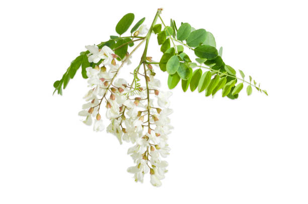 istock Branch of the black locust with several flower clusters 695389910