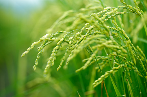 Close up fresh young rice with green leaves background in the morning