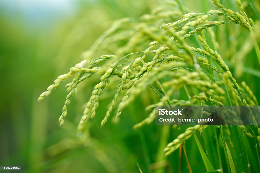 Green rice field in Taiwan Close up fresh young rice with green leaves background in the morning Rice - Cereal Plant Stock Photo