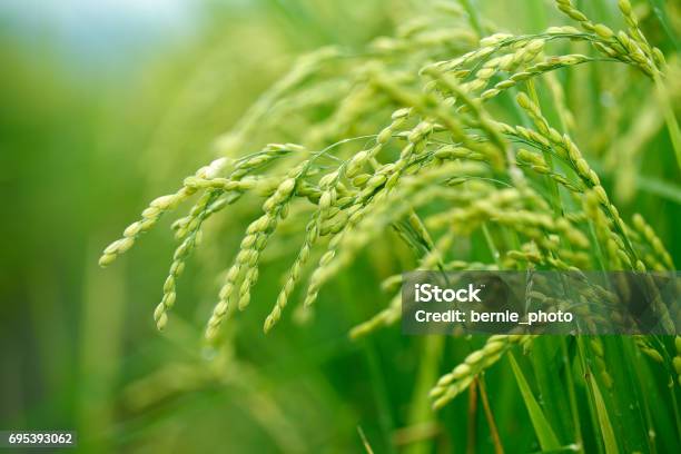 Green Rice Field In Taiwan Stock Photo - Download Image Now - Rice - Cereal Plant, Rice - Food Staple, Agricultural Field