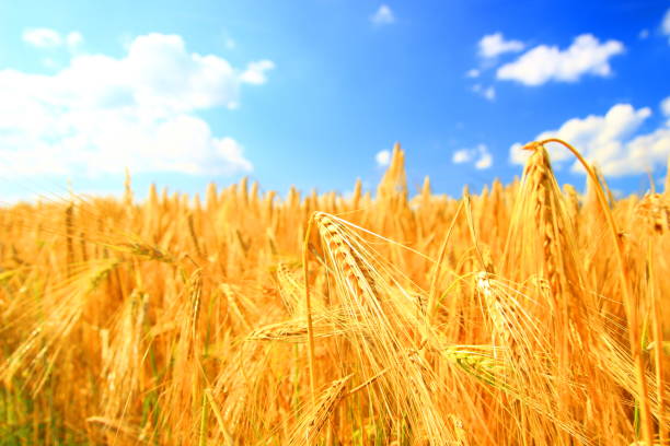 istock Mature wheat in field and bright blue sky 695394234