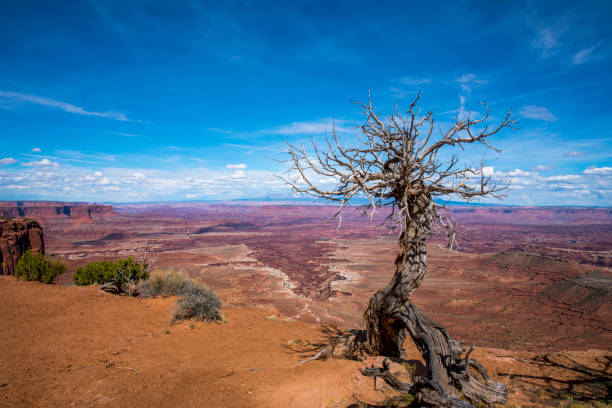 istock Dead tree at canyon in desert against sky 695394898