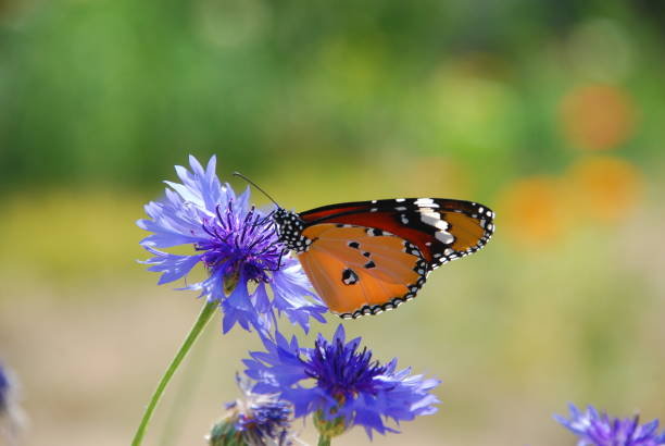 istock Butterfly  Plain Tiger - Danaus chrysippus Bikaner Rajasthan 695400600