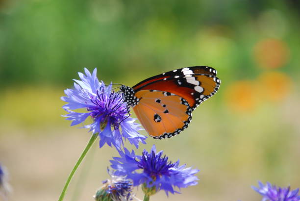 istock Butterfly  Plain Tiger - Danaus chrysippus Bikaner Rajasthan 695400970