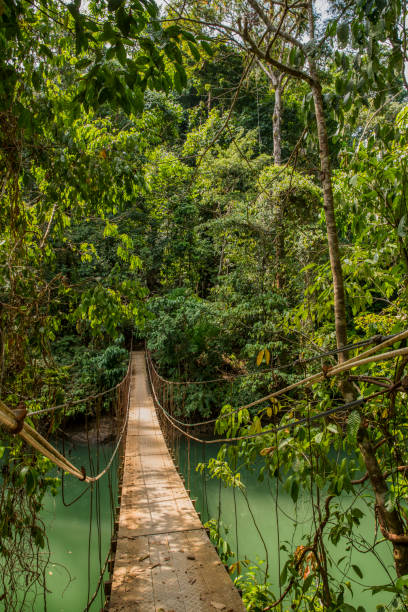 istock Footbridge amidst trees over river in Costa Rica 695402026