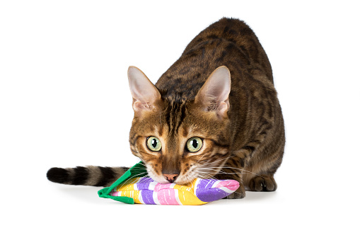 Bengal Cat Domestic Cat Wildcat Pedigree Cat Plays Bites in Toys