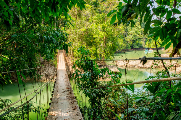 istock Footbridge amidst trees over river in forest 695402136