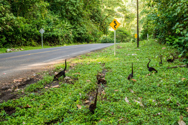Pizotes foraging on field. Animals are on grass by road in forest. They are in Costa Rica.