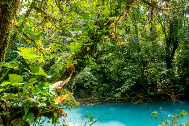 istock Scenic view of river amidst trees in forest 695402498