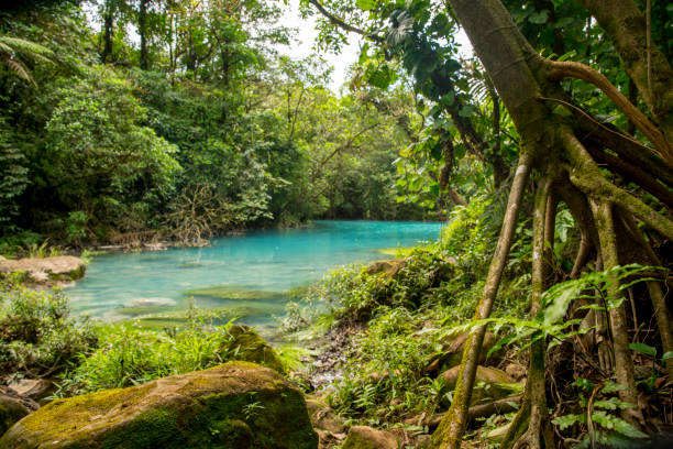 istock Stream flowing by trees in forest at Costa Rica 695404592