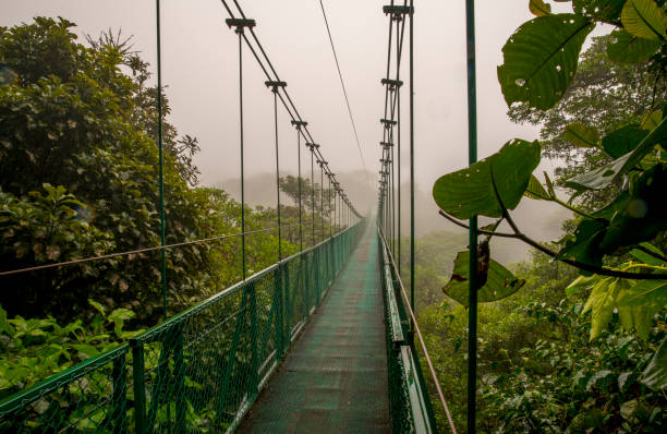 istock Metallic footbridge amidst trees in rainforest 695407470
