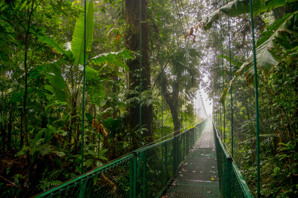istock Green footbridge amidst trees in rainforest 695407508