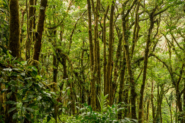 istock Trees growing in rainforest at Costa Rica 695407684