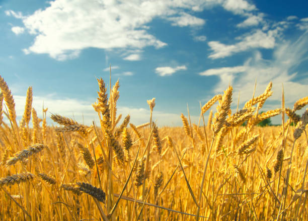 istock Wheat field before harvest and blue sky 695407770