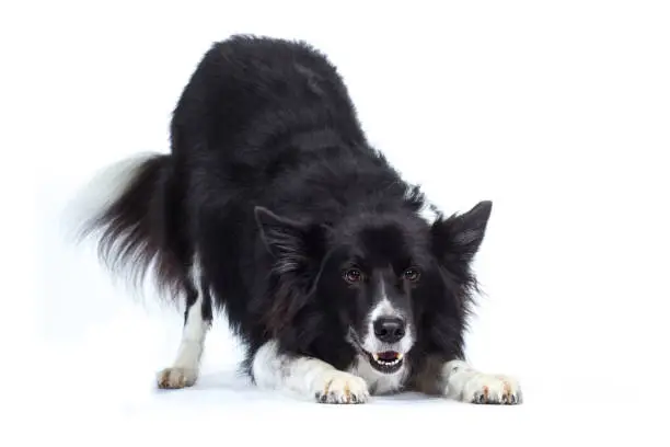 Photo of Border Collie dog herding dog bows sideways with butt top and laughs