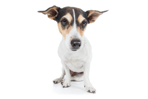 istock Small dog Jack Russel Terrier sits ashamed on ground wide angle 695410578