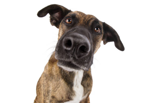 staffordshire terrier hund mischling kopf mit großer nase guckt lustig albern weitwinkel - schnauze stock-fotos und bilder