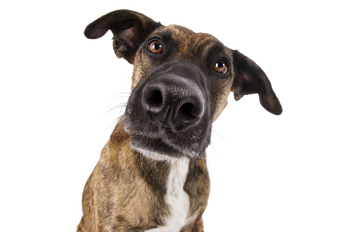 Staffordshire Terrier dog mixed breed head with big nose looks funny silly wide angle
