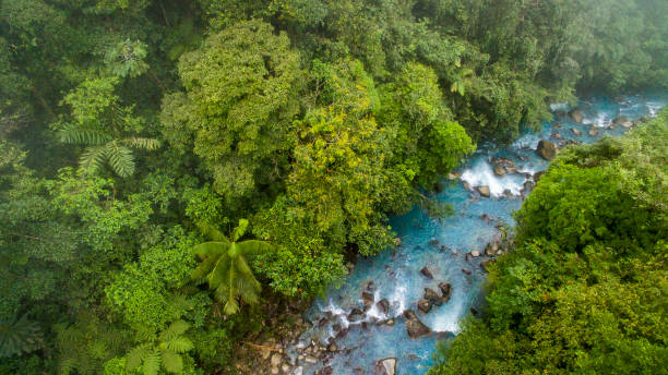 istock High angle view of stream flowing through trees 695411008