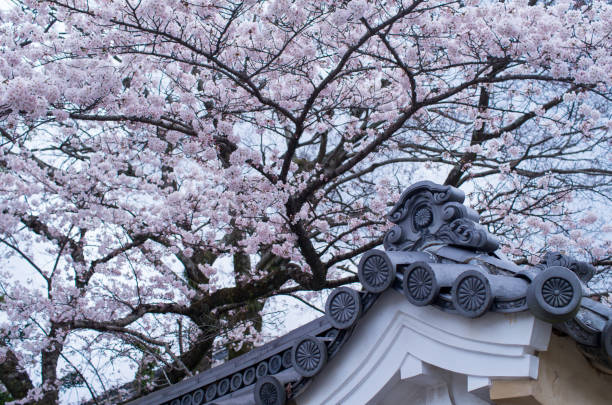 菊の御紋と桜 - ise ストックフォトと画像