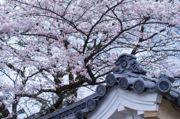 istock Chrysanthemum Crest and Cherry Blossoms 695411564