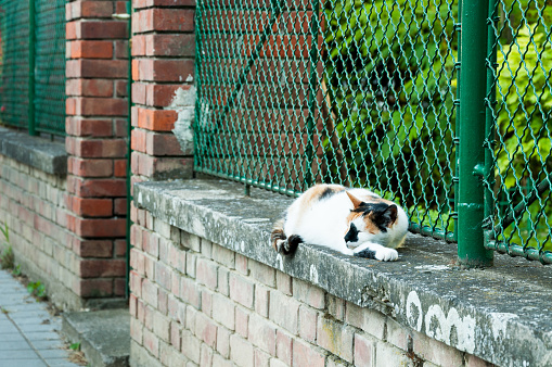 Lazy street cat sleeping on the wall. Cat life.