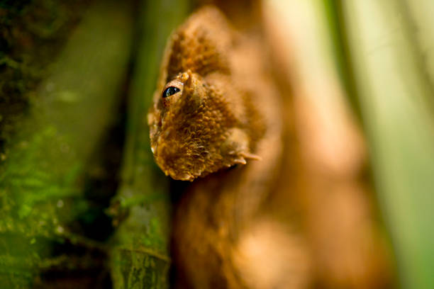 Close-up of Eyelash Viper on branch. Brown reptile in forest. It is at Costa Rica.