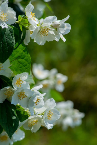 istock closeup to white jasmine flowers 695414732