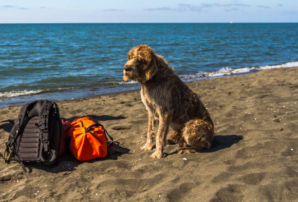 istock A dog sits near bagage on the beach. 695415360