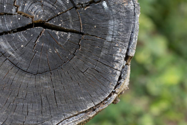 tekstura czarnego drewna kłód tła z uszkodzeniem pęknięć starzejących się pierścieni rocznych - driftwood pattern wood grain circle zdjęcia i obrazy z banku zdjęć