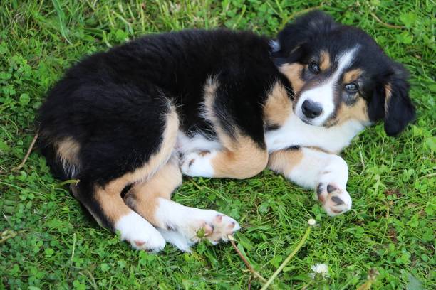 istock border collie puppy 695415756