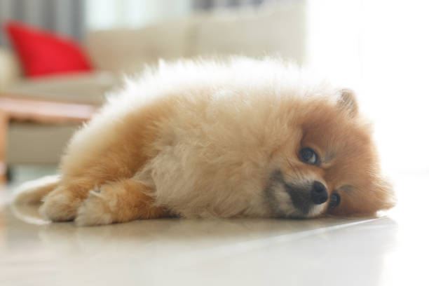 istock fluffy brown pomeranian cute dog small pet friendly 695419090