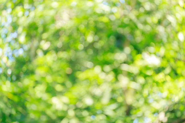 istock beautiful green bokeh light in summer nature, abstract blur image background 695419914