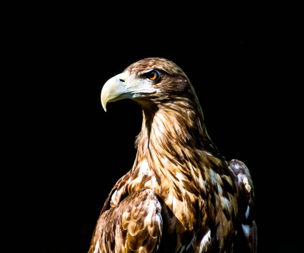 istock Noble eagle, photo on a black background 695423090