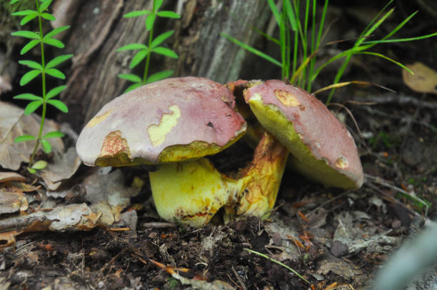istock Rare and protected mushrooms in the forest.(Boletus regius). 695426436