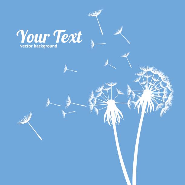 illustrazioni stock, clip art, cartoni animati e icone di tendenza di dandelion fluffy flower and seeds card. vector - green environmental conservation meadow wind